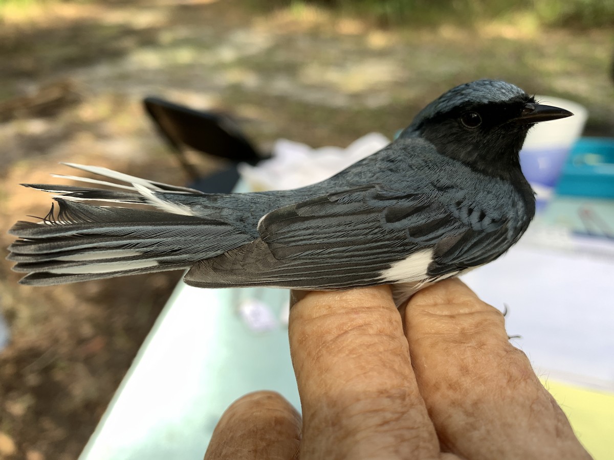 Black-throated Blue Warbler - ML267064841