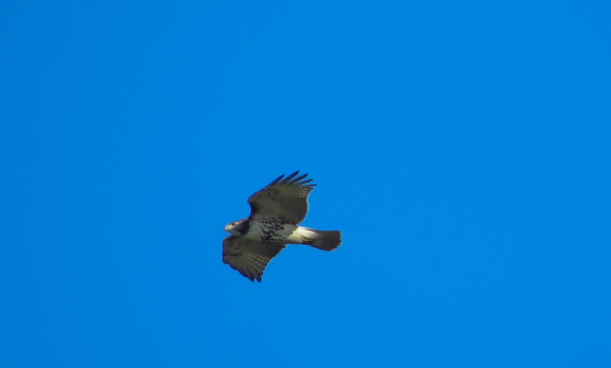 Red-tailed Hawk - ML267065261