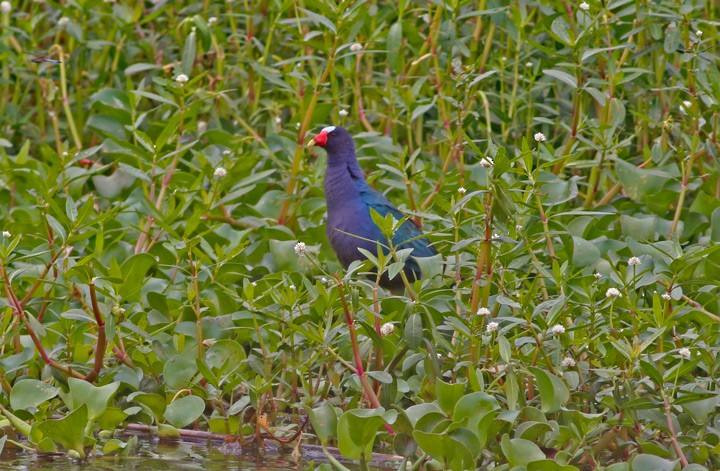 Purple Gallinule - ML26706821