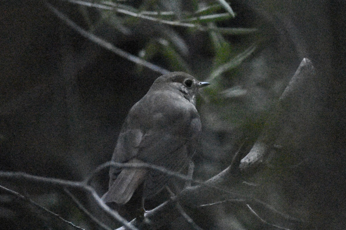 Hermit Thrush - Max Brodie