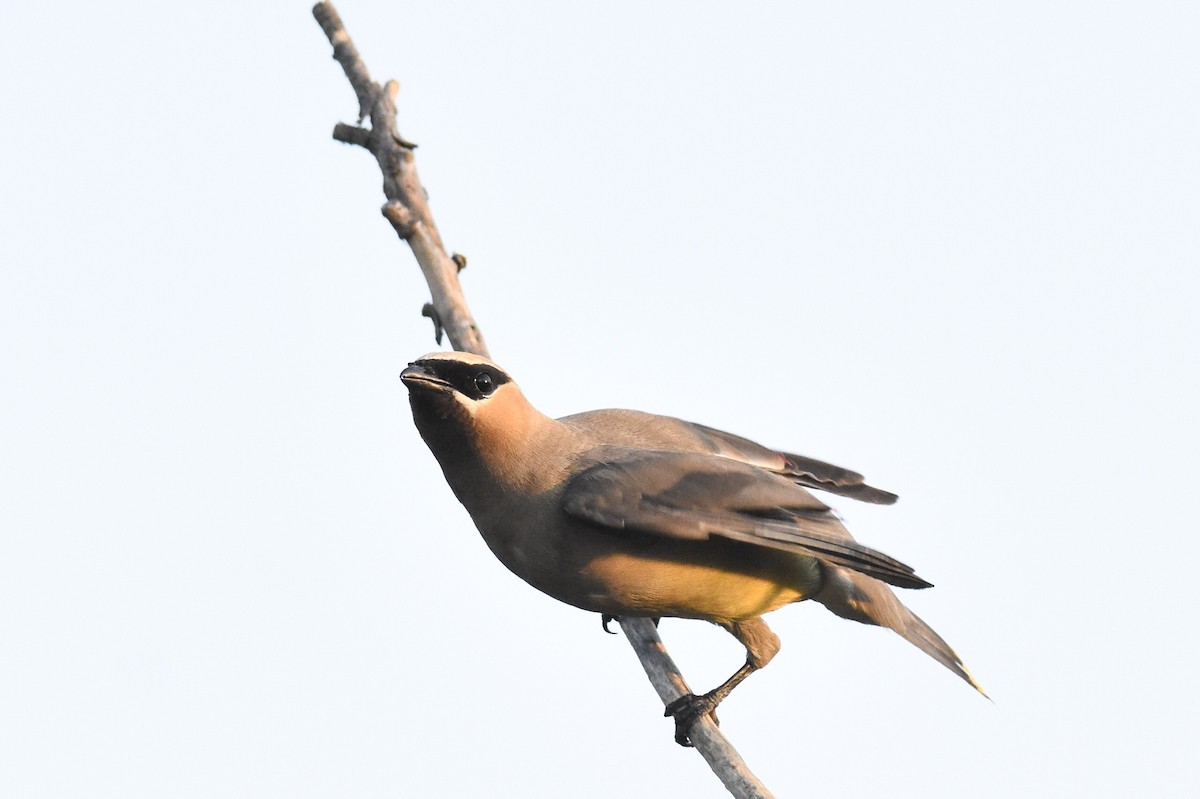 Cedar Waxwing - Max Brodie