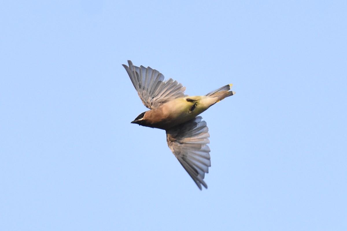 Cedar Waxwing - Max Brodie