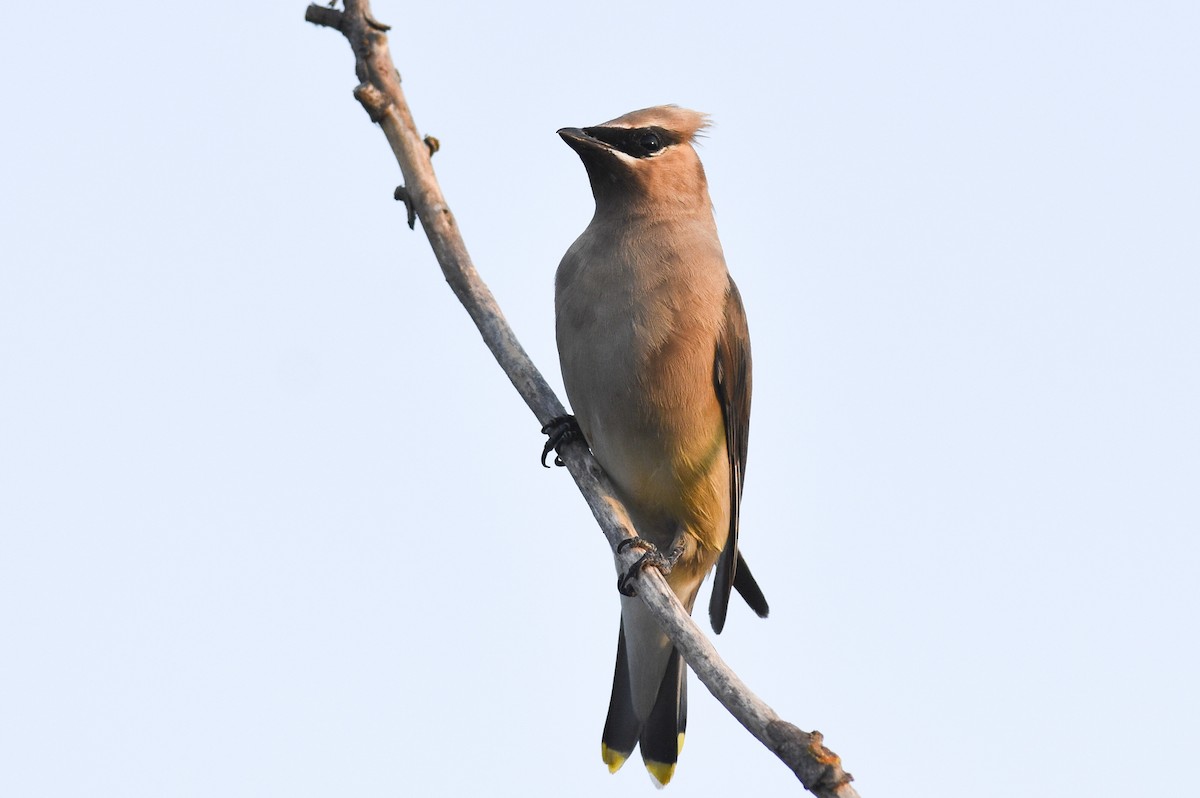 Cedar Waxwing - ML267070581