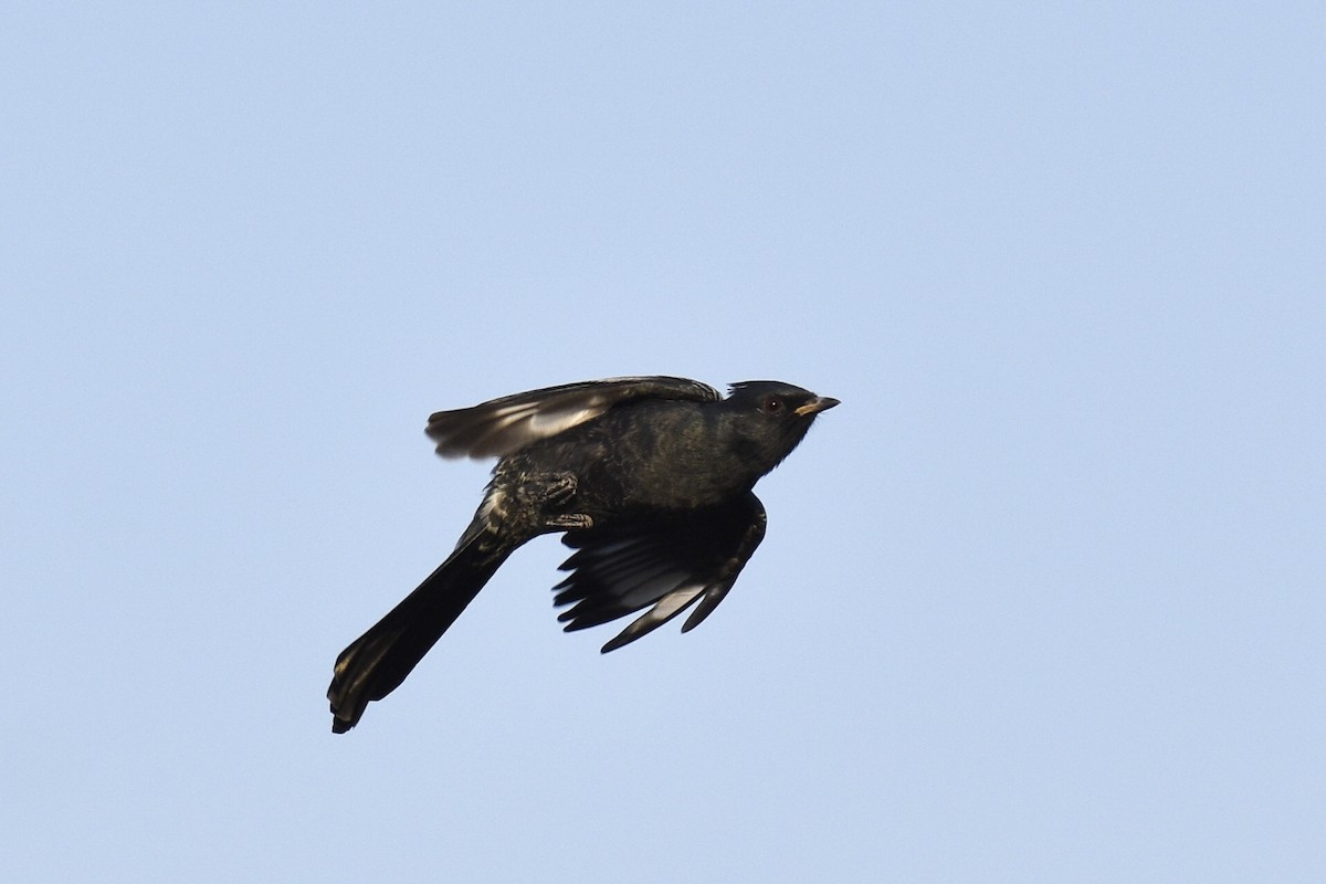 Phainopepla - Max Brodie