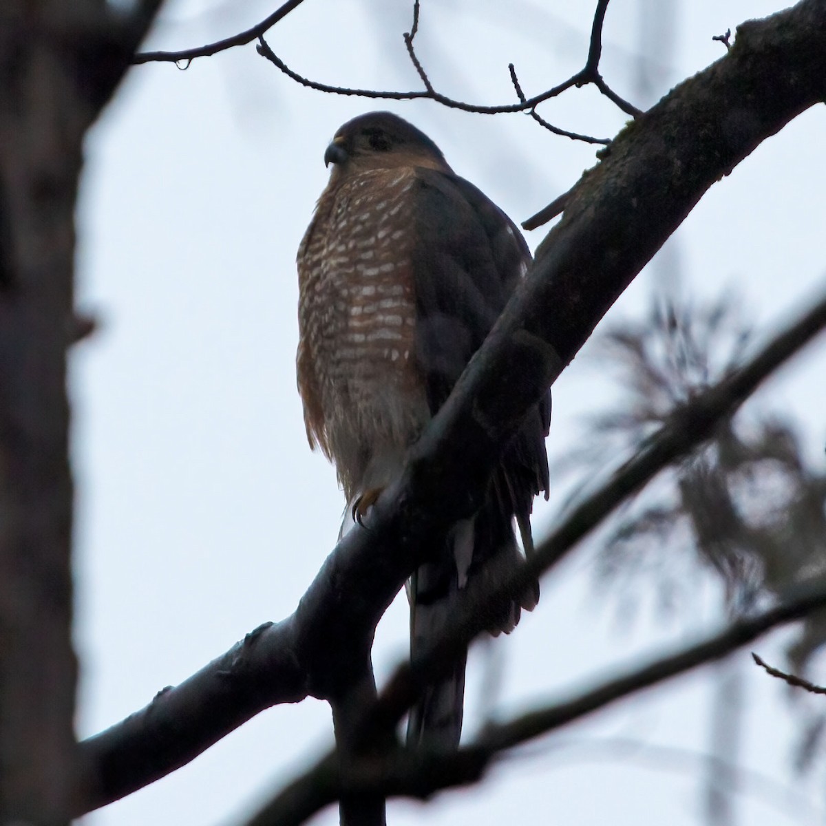 Sharp-shinned Hawk (Northern) - Sue&Gary Milks