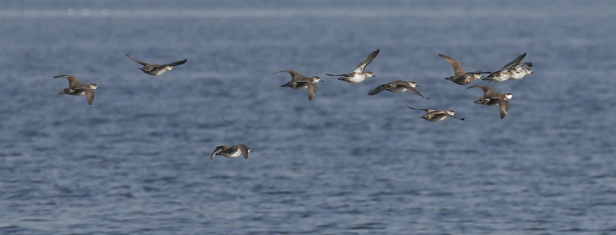 Ruddy Duck - ML267072481