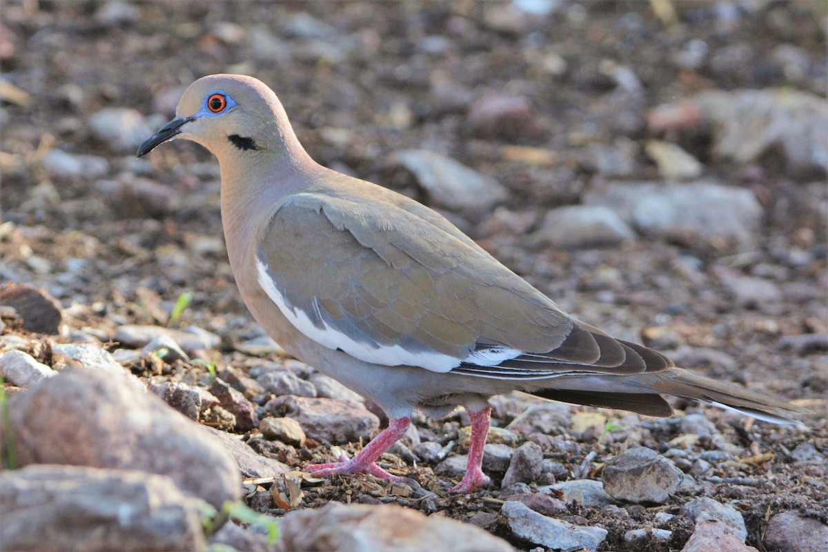 White-winged Dove - David Hollie