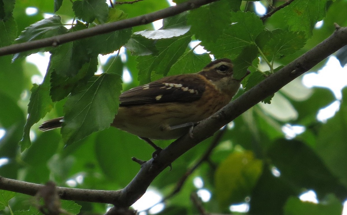 Rose-breasted Grosbeak - ML26707351