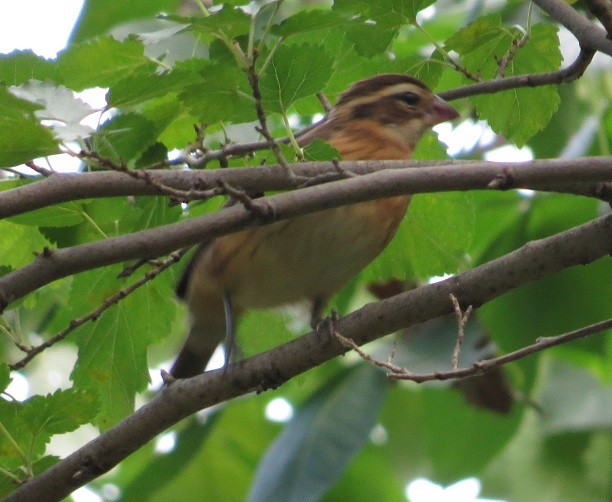 Rose-breasted Grosbeak - ML26707361