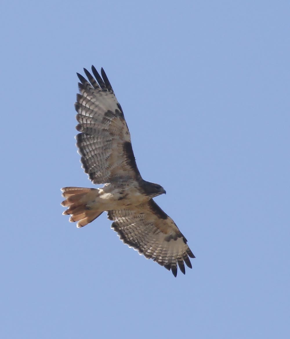 Red-tailed Hawk - ML267073701