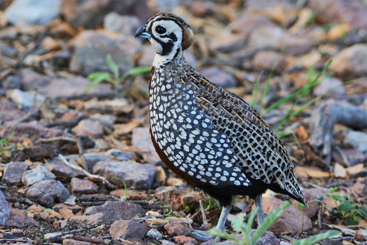 Montezuma Quail - ML26707371