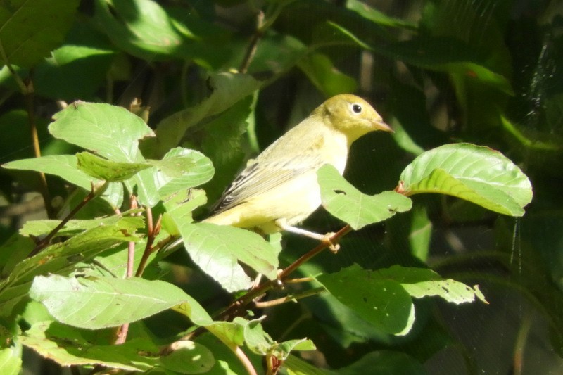 Paruline jaune - ML267074141