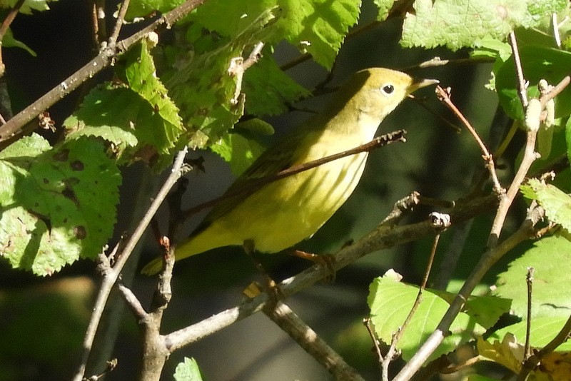 Yellow Warbler - ML267074151