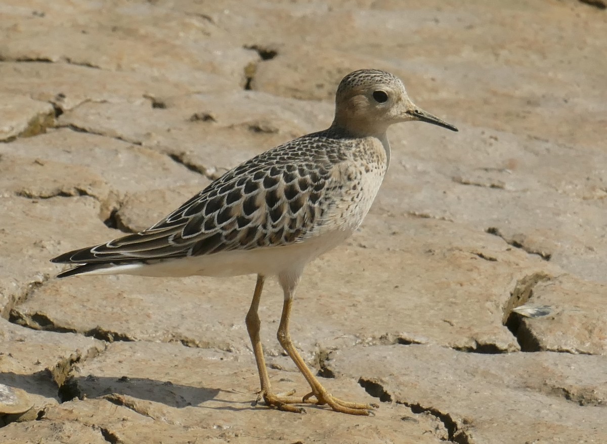 Buff-breasted Sandpiper - ML267074341