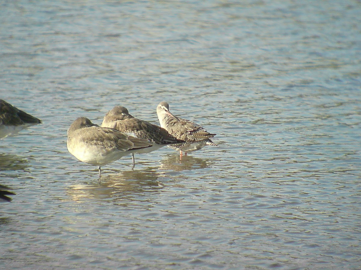 Spotted Redshank - ML267074461