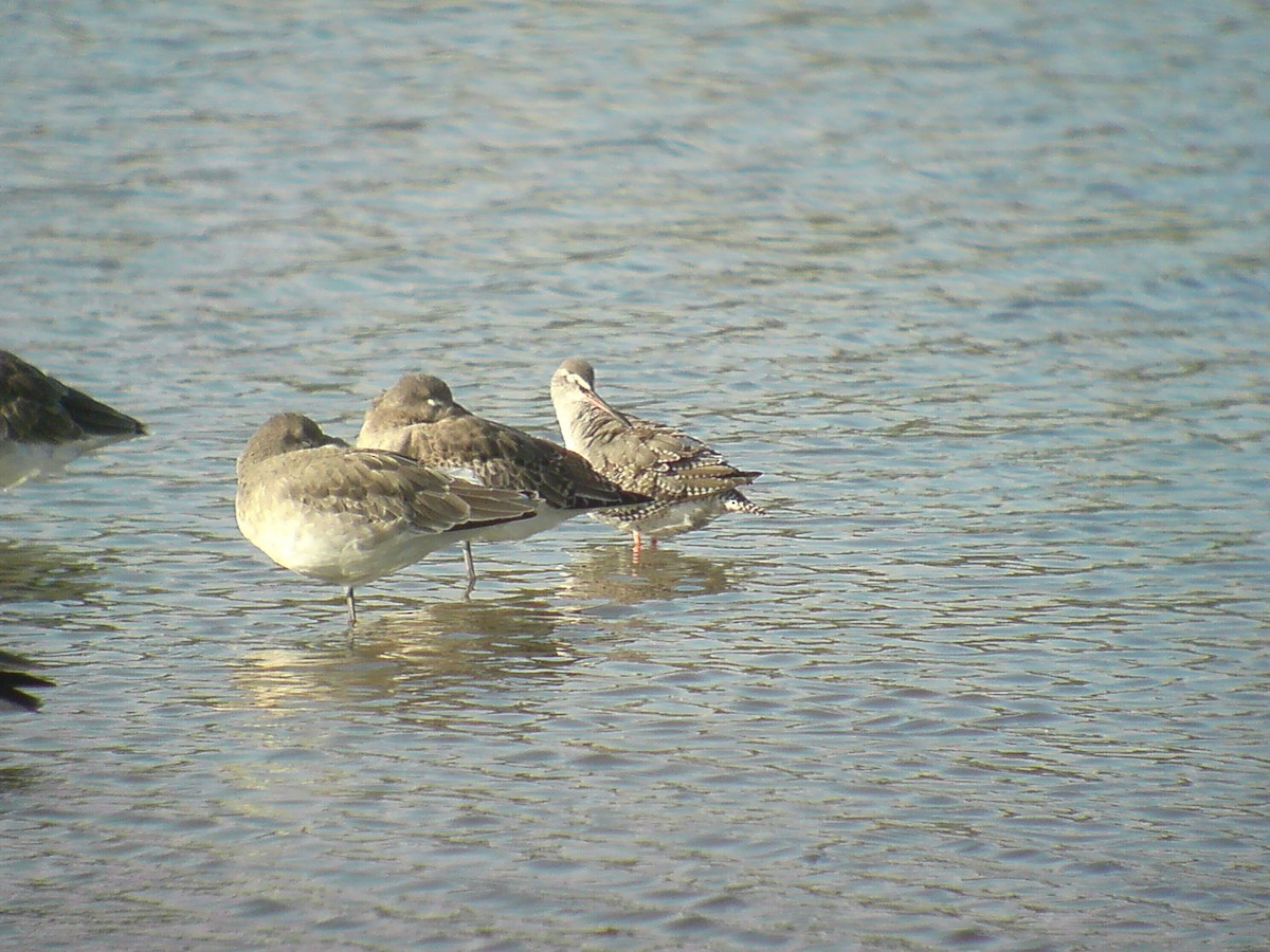 Spotted Redshank - ML267074461