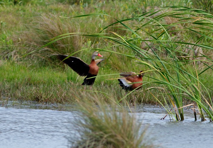 Black-bellied Whistling-Duck - ML26707471