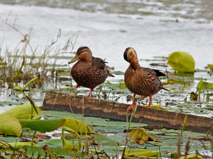 Mottled Duck - ML26707491