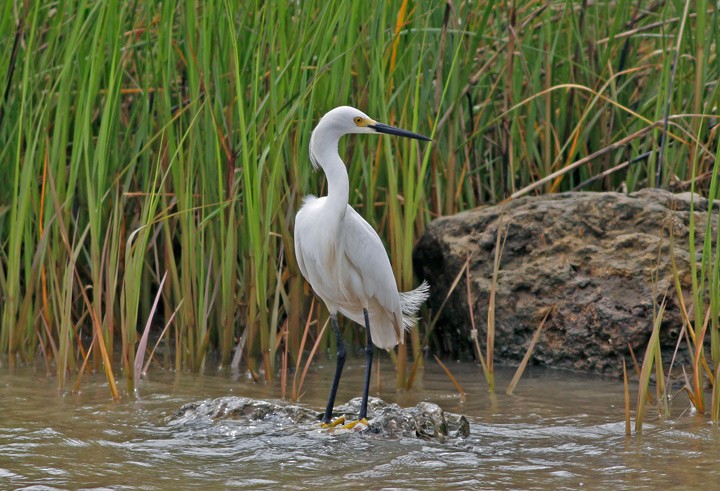 Snowy Egret - Kris Petersen