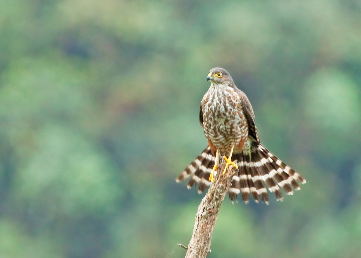 Sharp-shinned Hawk (Plain-breasted) - ML267075051