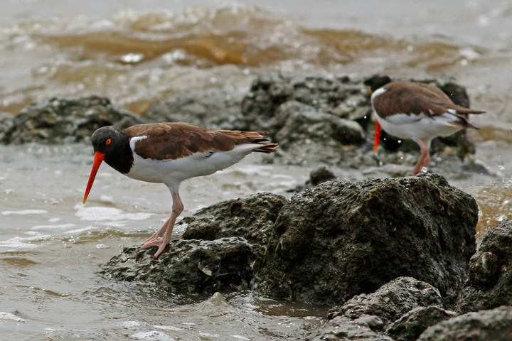 American Oystercatcher - ML26707521