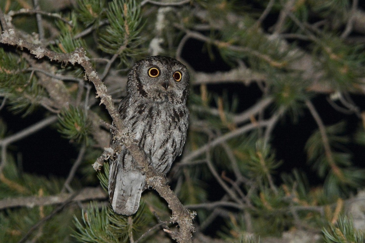 Western Screech-Owl - ML26707541