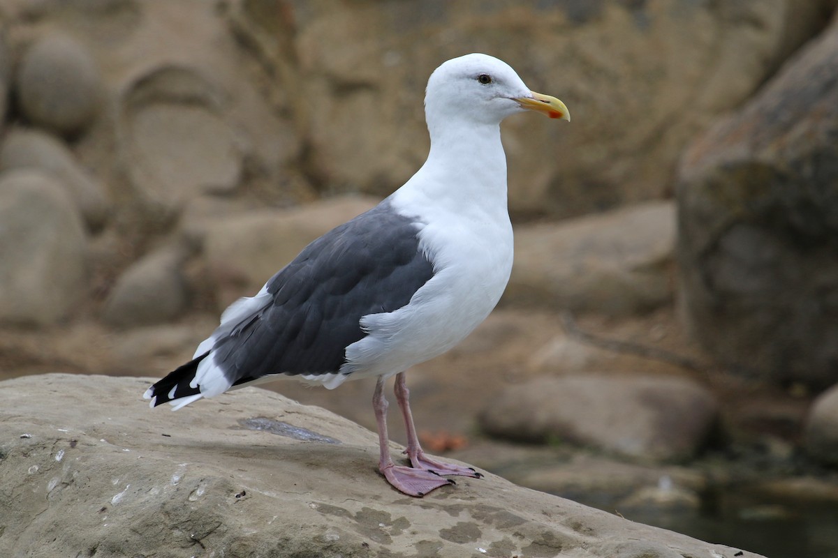 Gaviota Occidental - ML267075611