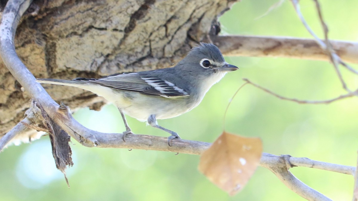 Vireo Plomizo - ML267076371