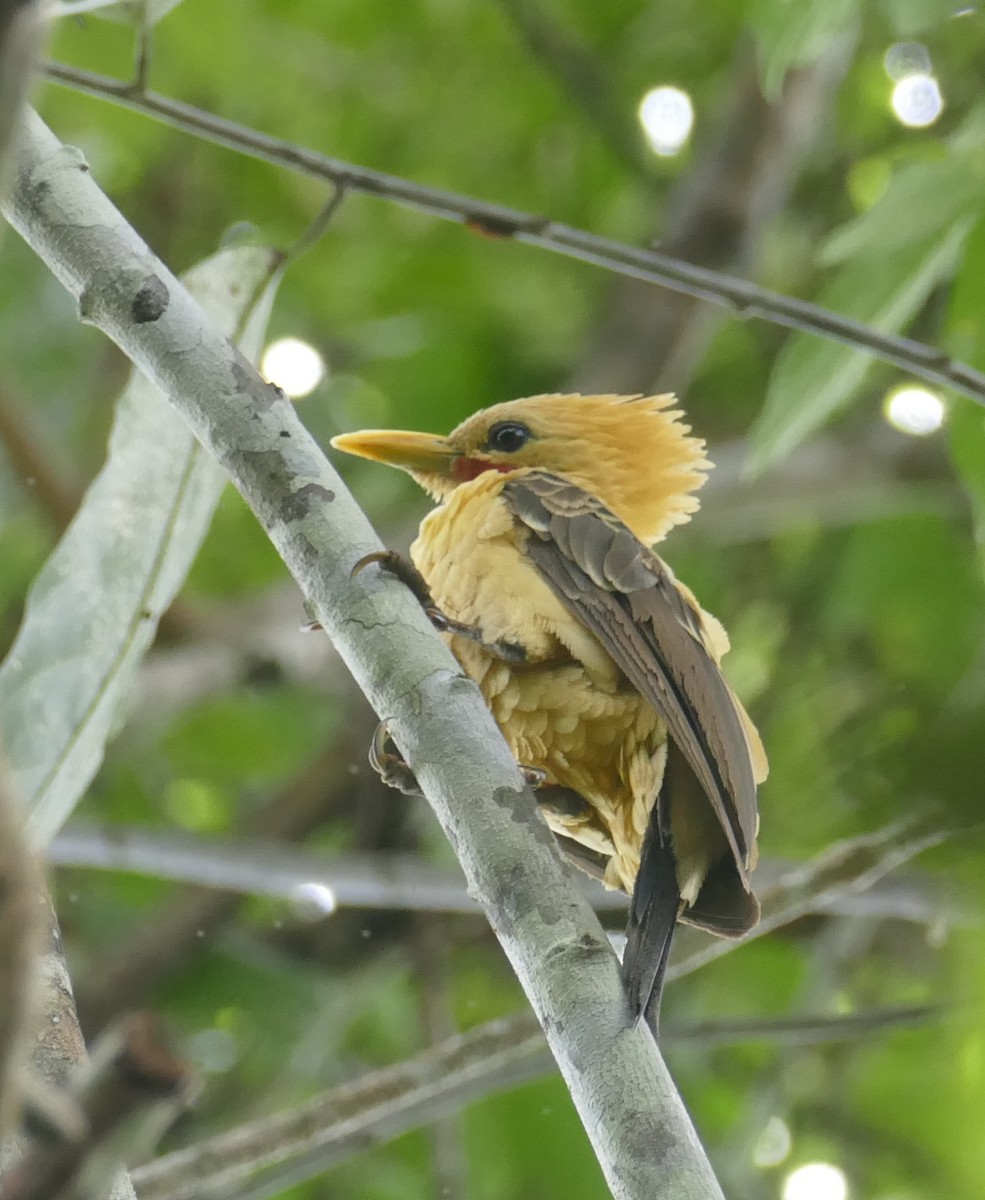 Cream-colored Woodpecker - ML267077021