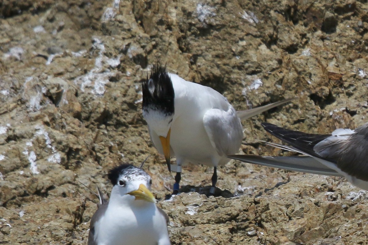 Chinese Crested Tern - ML267077181