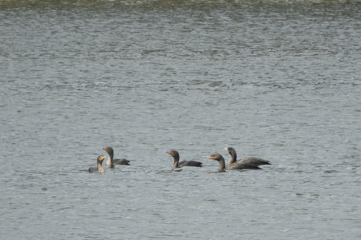 Cormoran à aigrettes - ML267077381