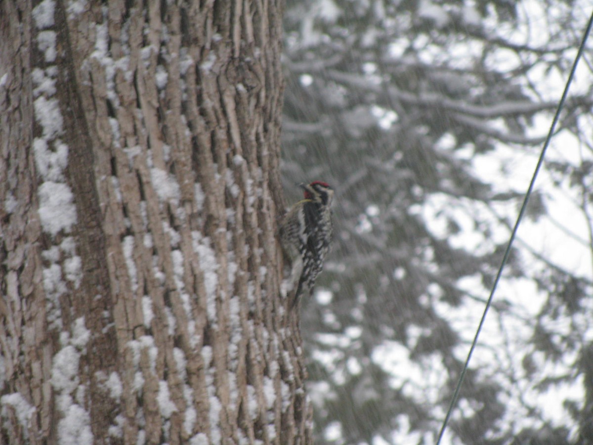 Yellow-bellied Sapsucker - ML26707841