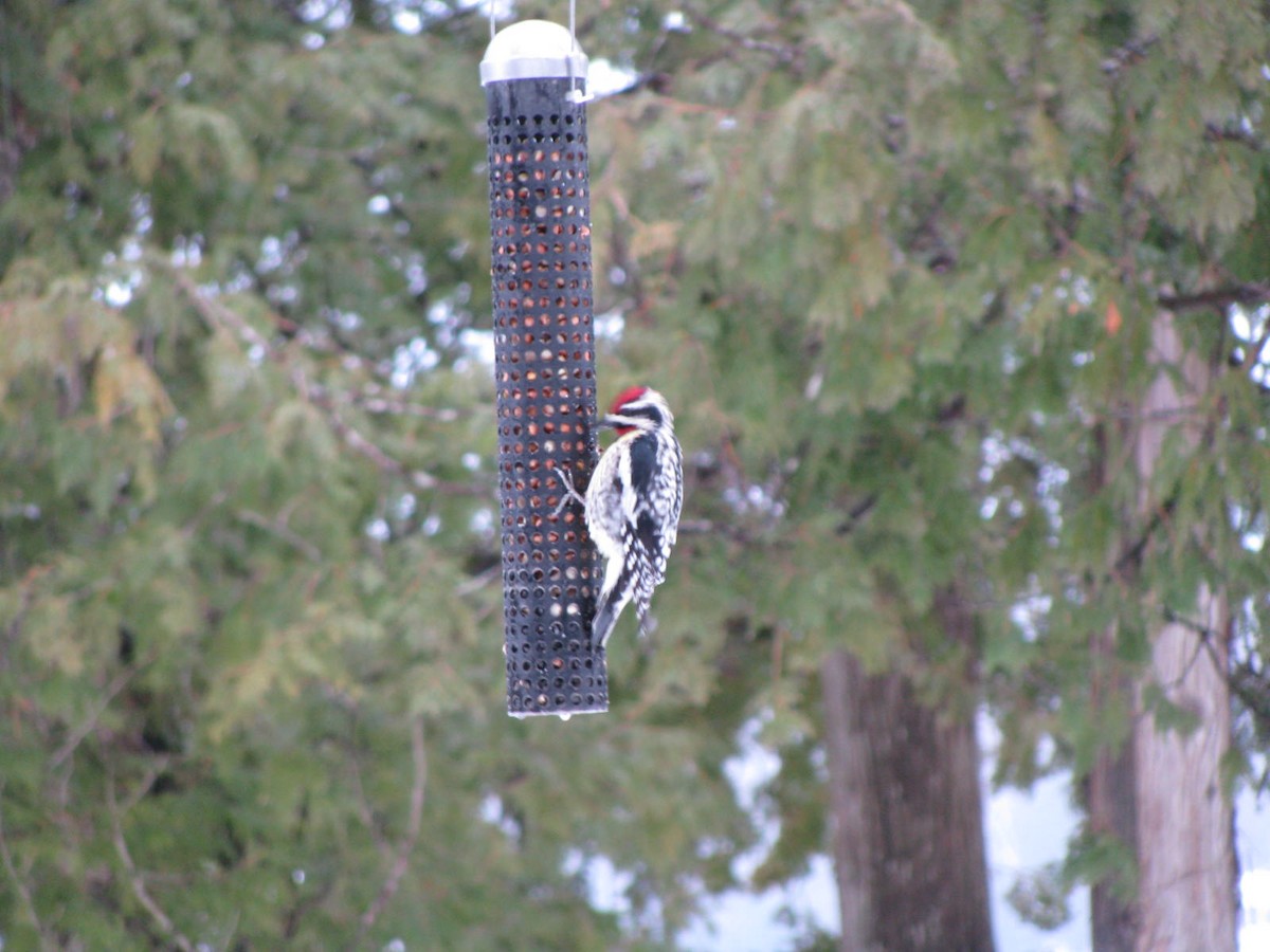 Yellow-bellied Sapsucker - ML26707851