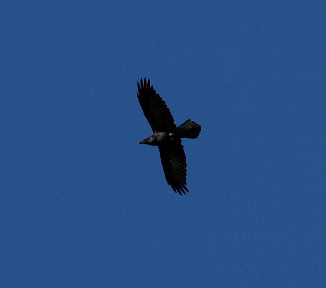 Common Raven - ML267078791