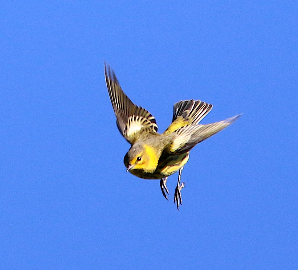 Cape May Warbler - ML267079301