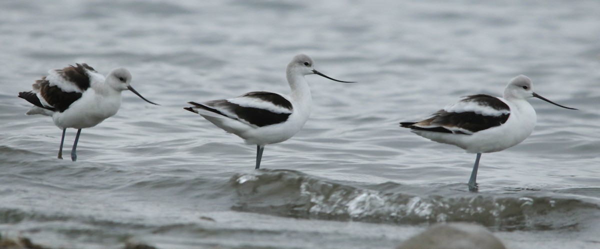 Avocette d'Amérique - ML267079991