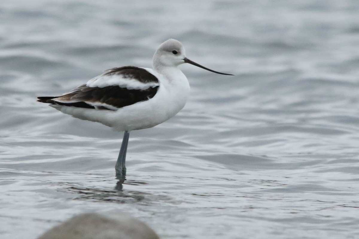 Avocette d'Amérique - ML267080001