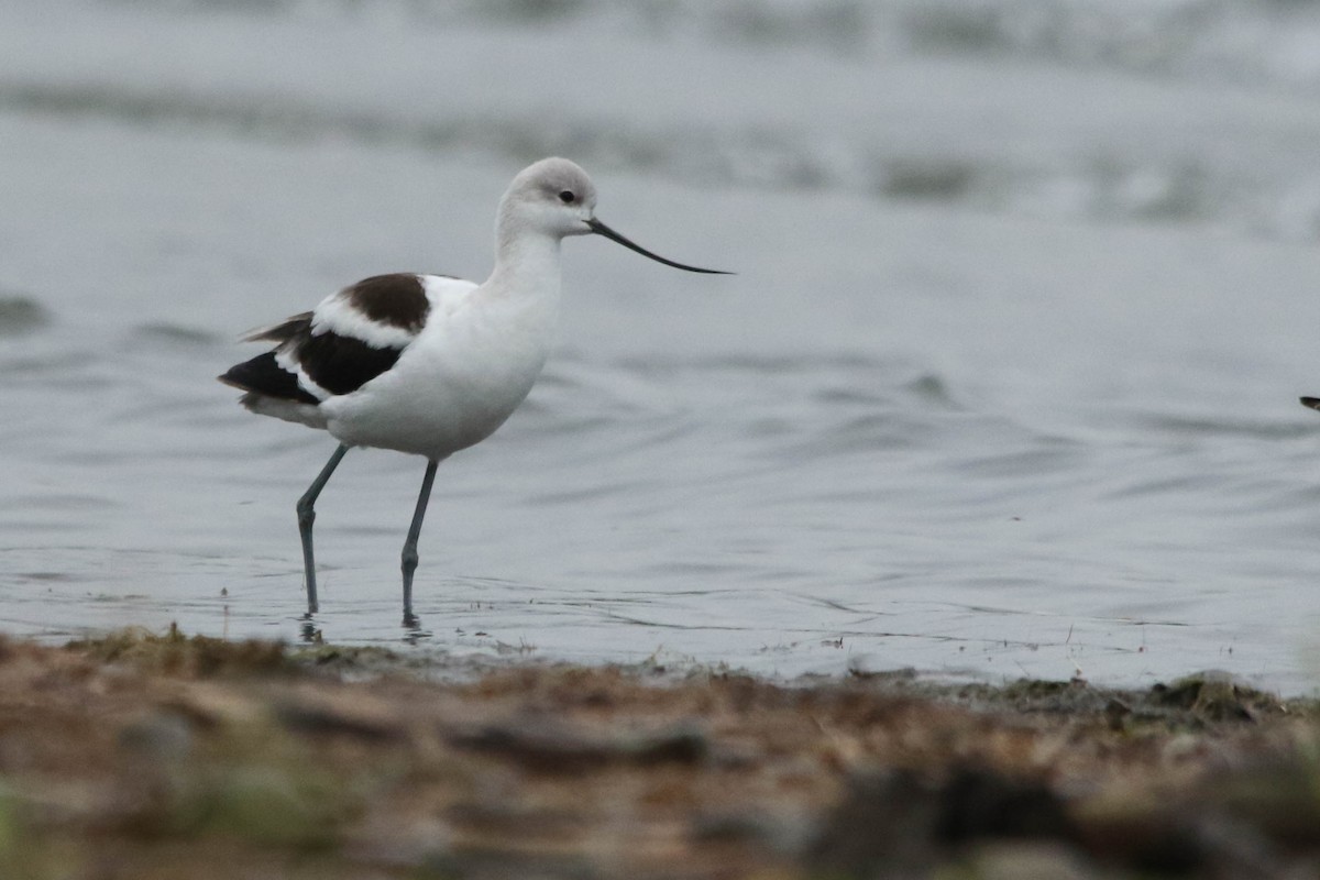 Avocette d'Amérique - ML267080011