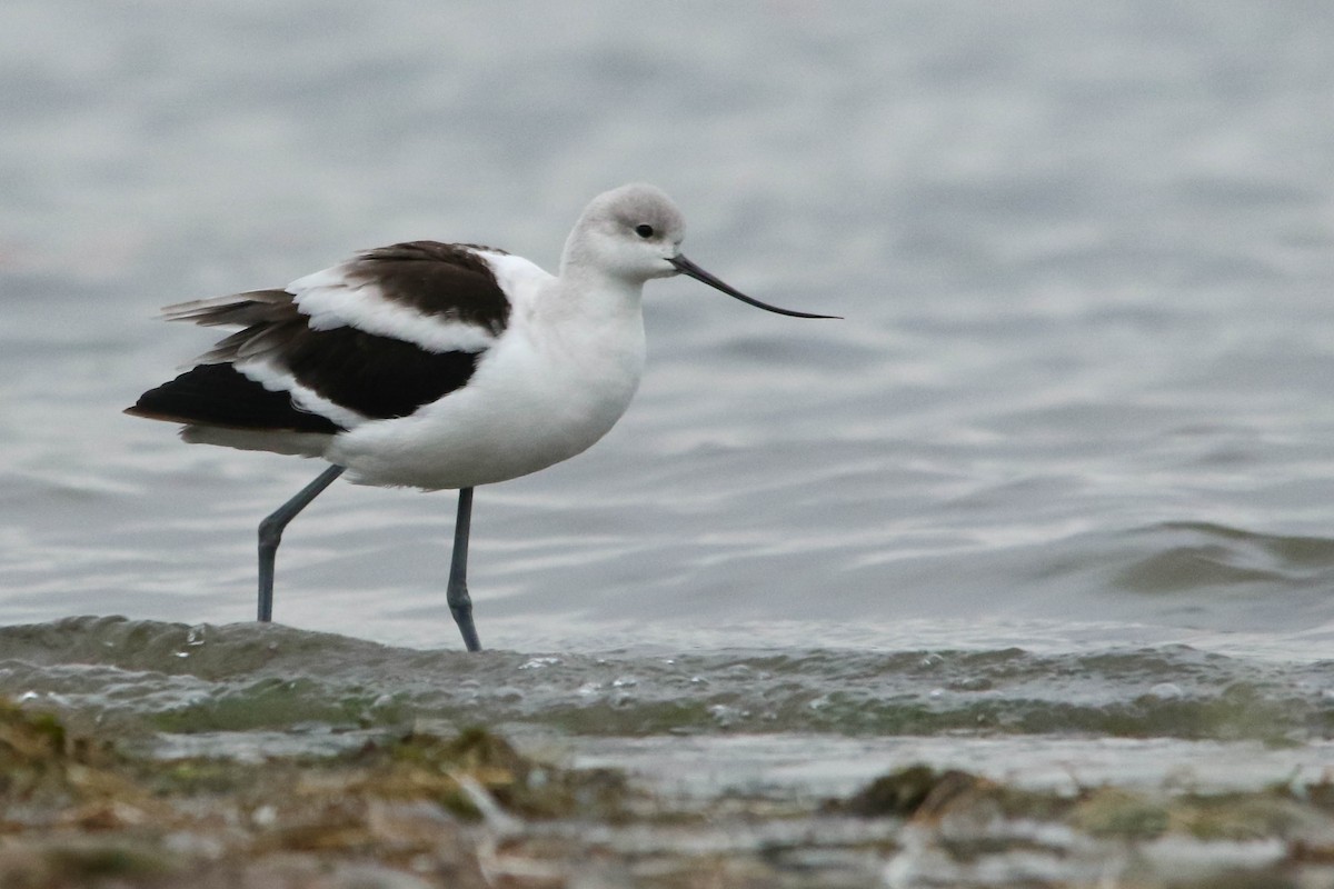 Avocette d'Amérique - ML267080021