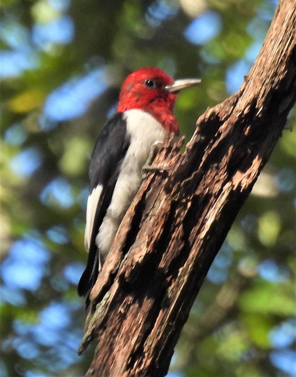 Red-headed Woodpecker - ML267080311