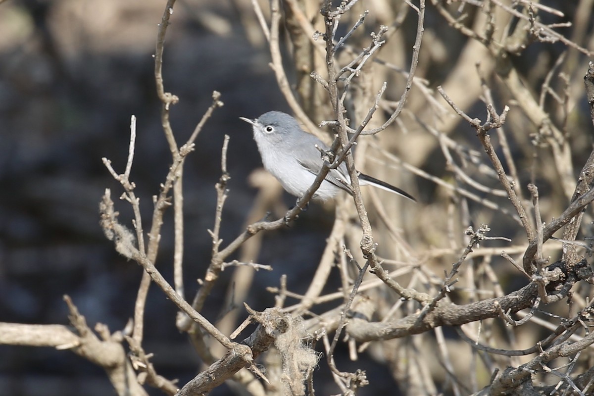 Blue-gray Gnatcatcher - ML267080671