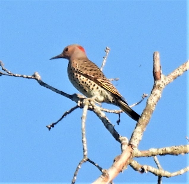 Northern Flicker - ML267080681