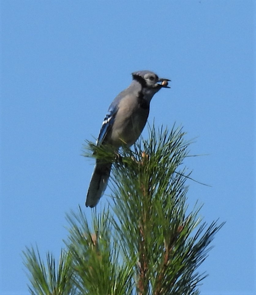 Blue Jay - ML267080751