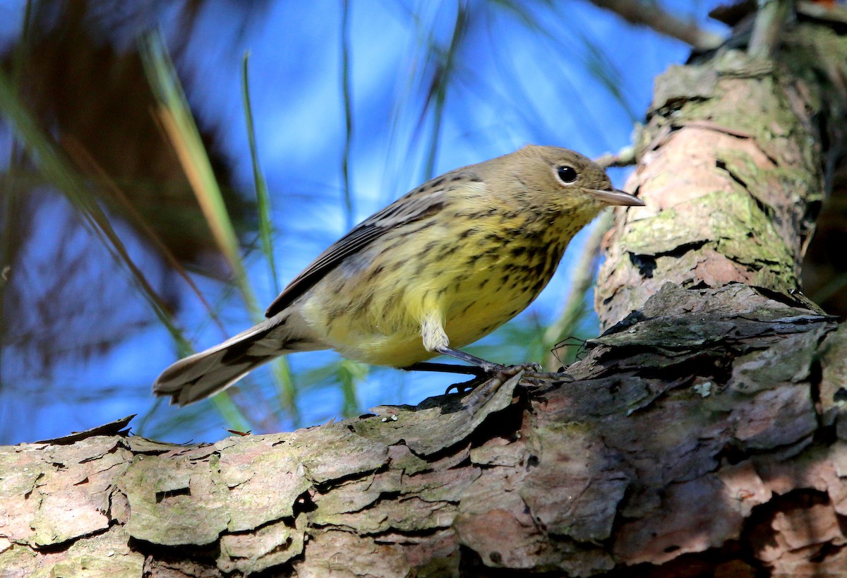 Kirtland's Warbler - ML267083901