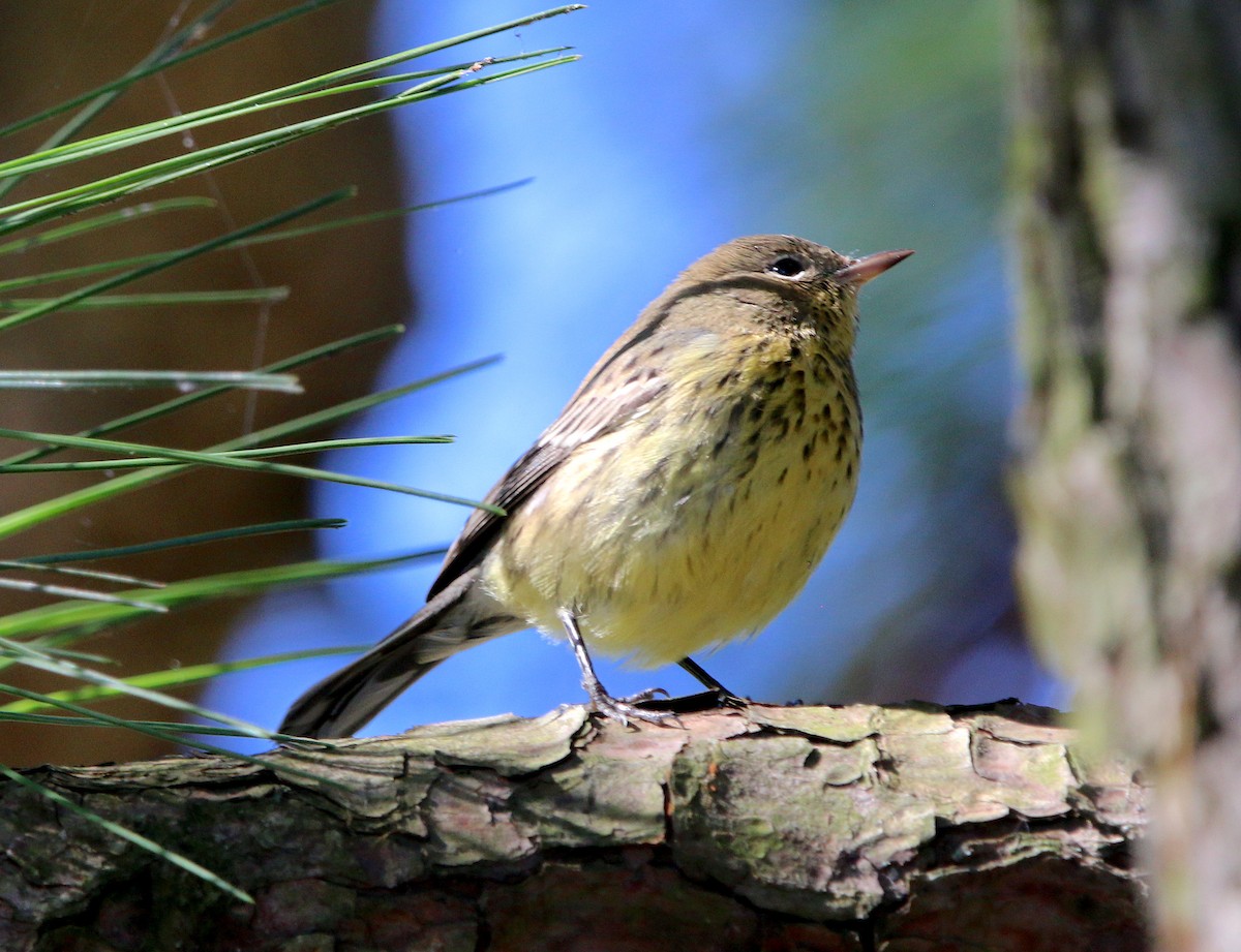 Kirtland's Warbler - ML267083941