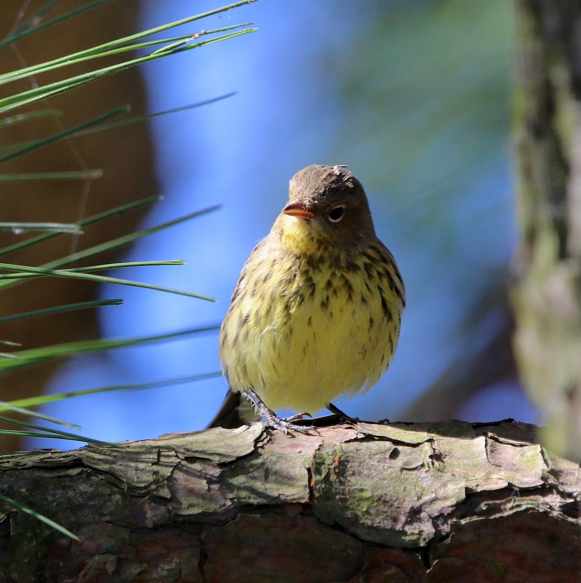 Kirtland's Warbler - ML267083991