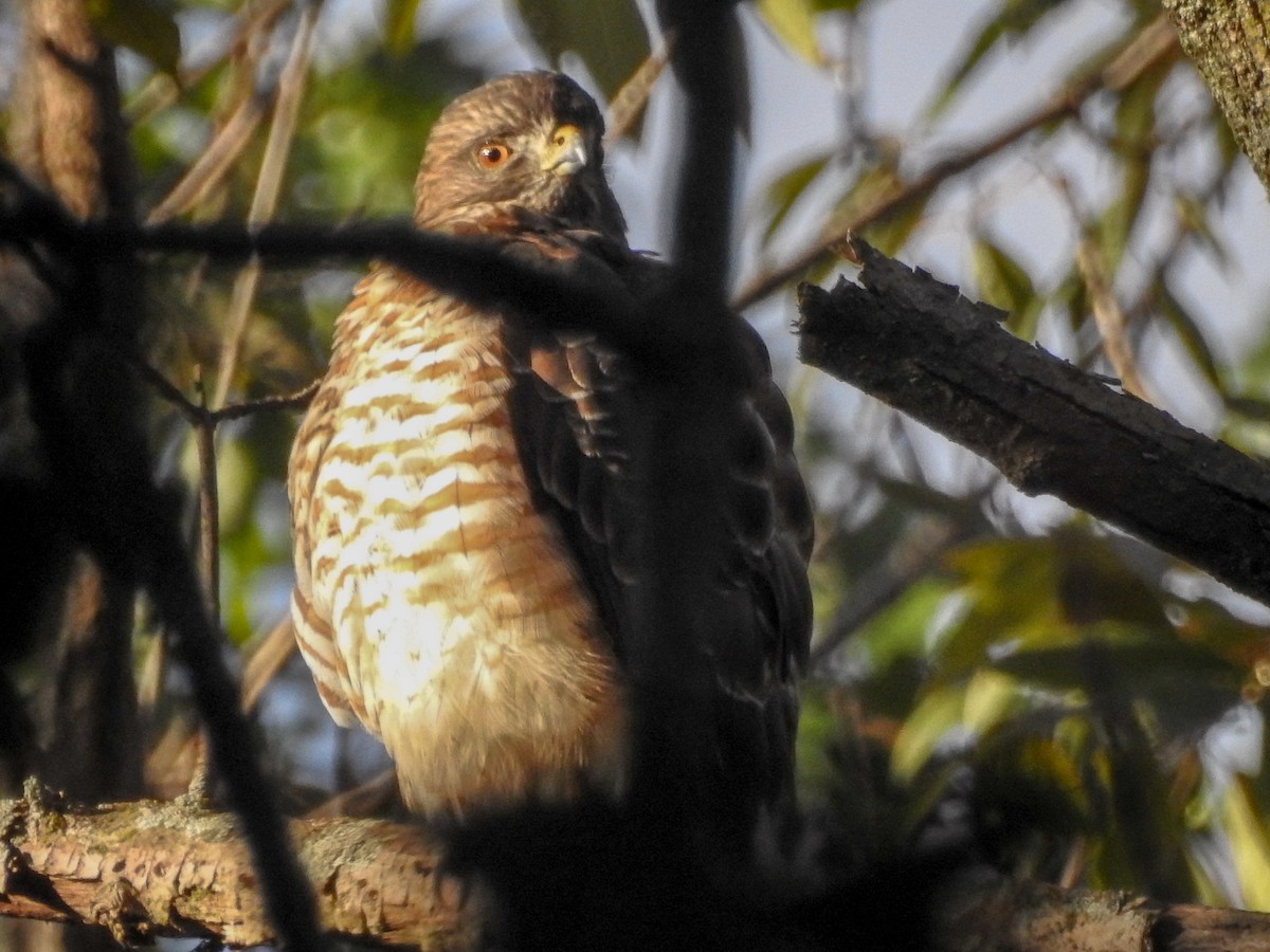 Broad-winged Hawk - Jim Waples