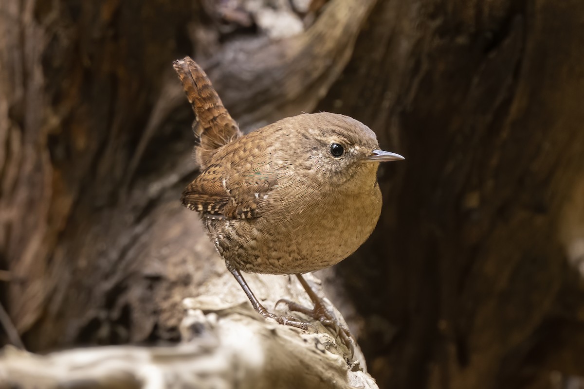 Winter Wren - ML267086821