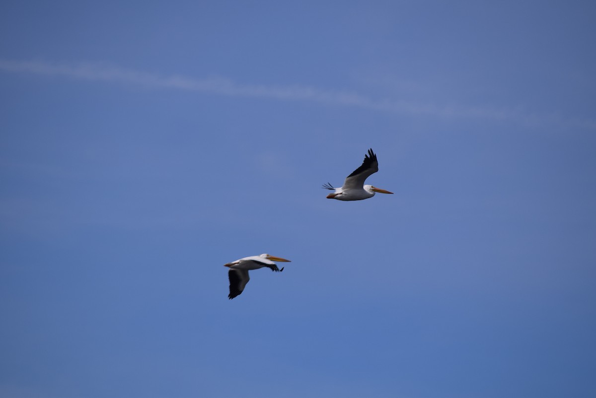 American White Pelican - ML267088521