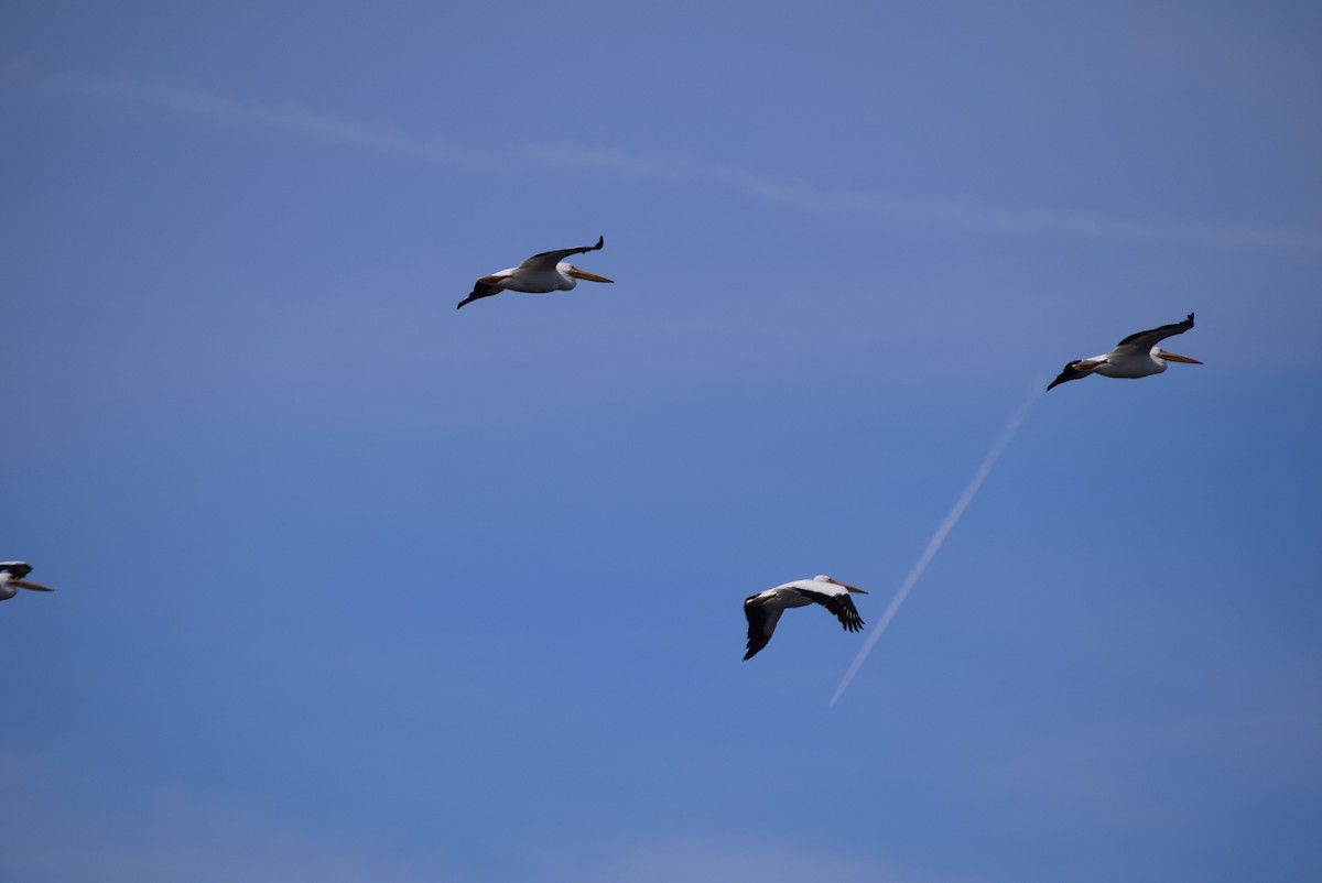 American White Pelican - ML267088531